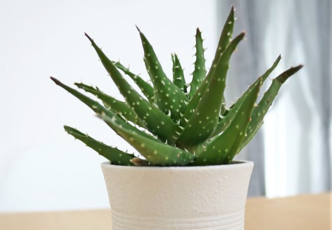 Apartment in Peniche - Best Houses 121 - Casa do Azulejo Orange Apartment in Peniche - Best Houses 121 - Casa do Azulejo Orange